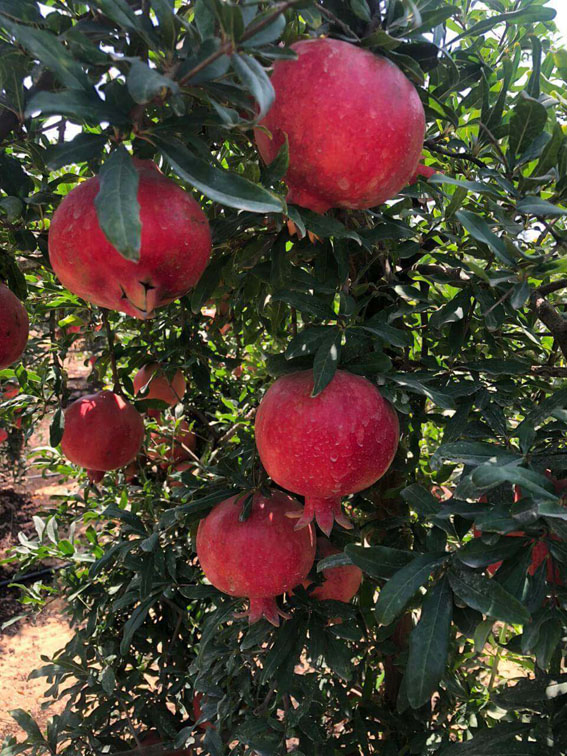 pomegranate