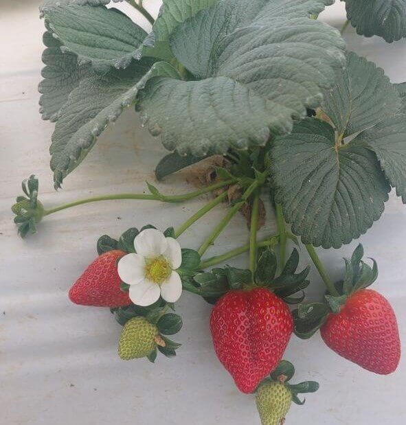 strawberries